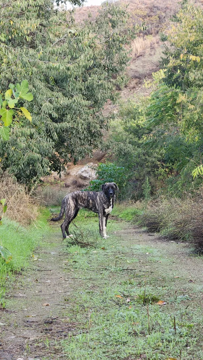 Kangal ile Presa Canario Melezi-Yeni Yuva Arıyoruz