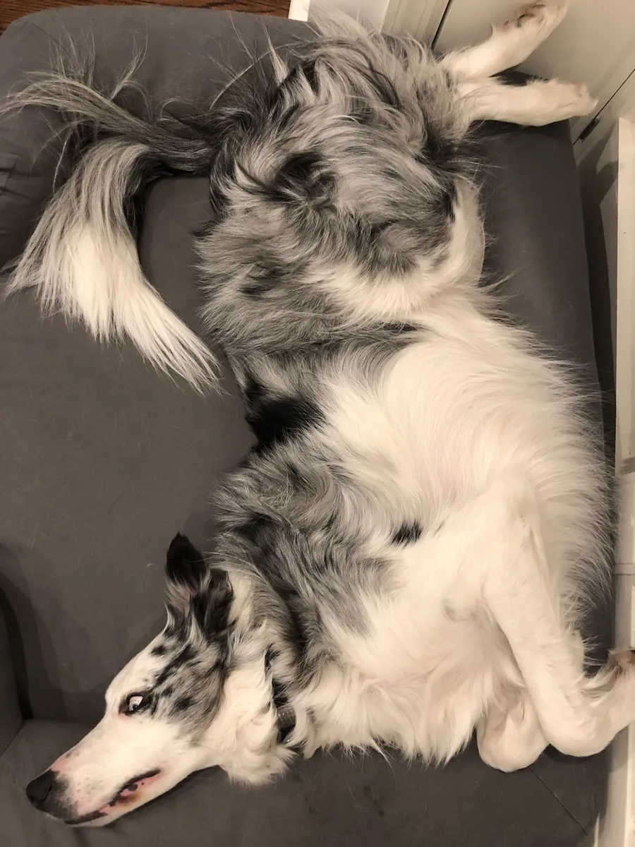 Border Collie à vendre | Chien extrêmement intelligent et très obéissant