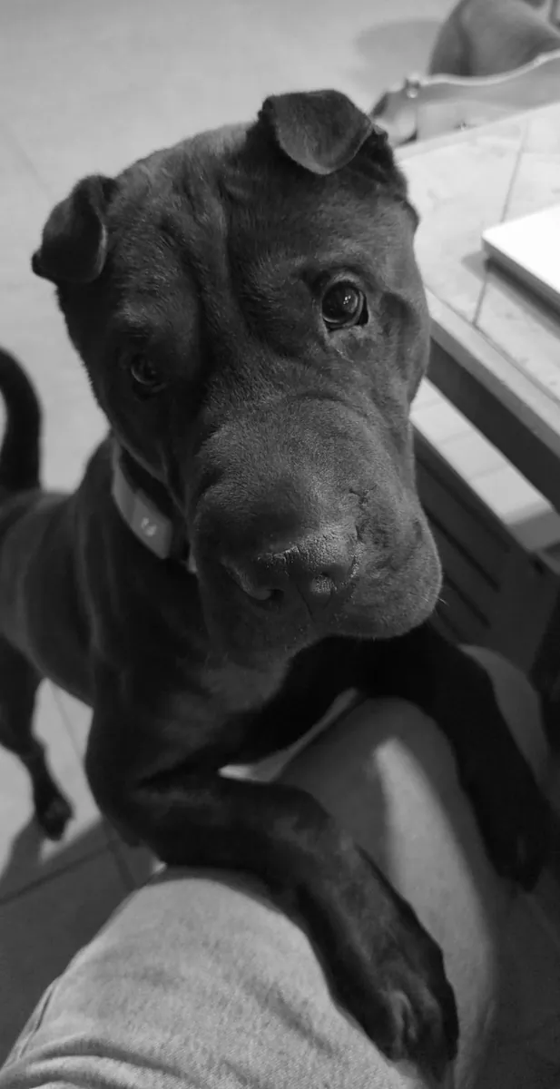 Shar Pei à vendre | Chien calme, loyal et au caractère unique