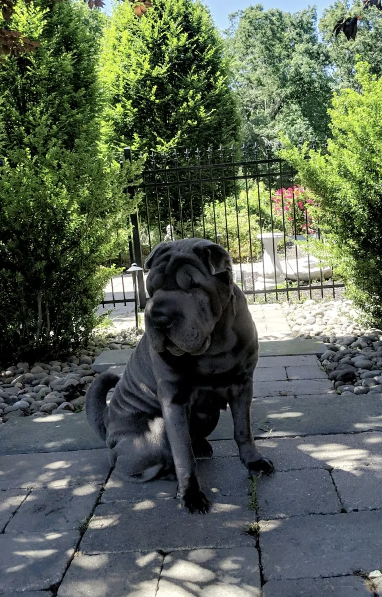Shar Pei à vendre | Chien calme, loyal et au caractère unique