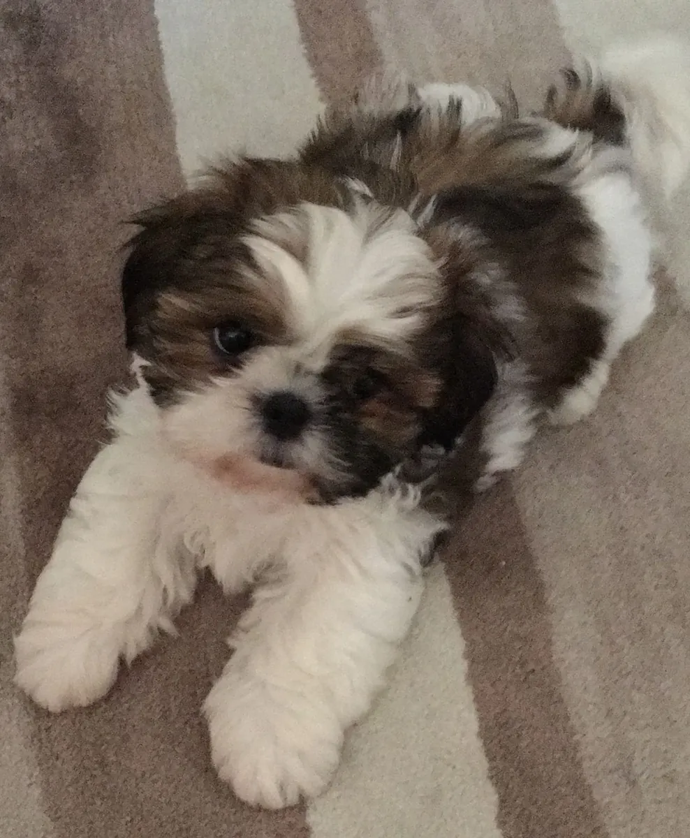 Lhasa Apso à vendre | Petit chien équilibré et affectueux