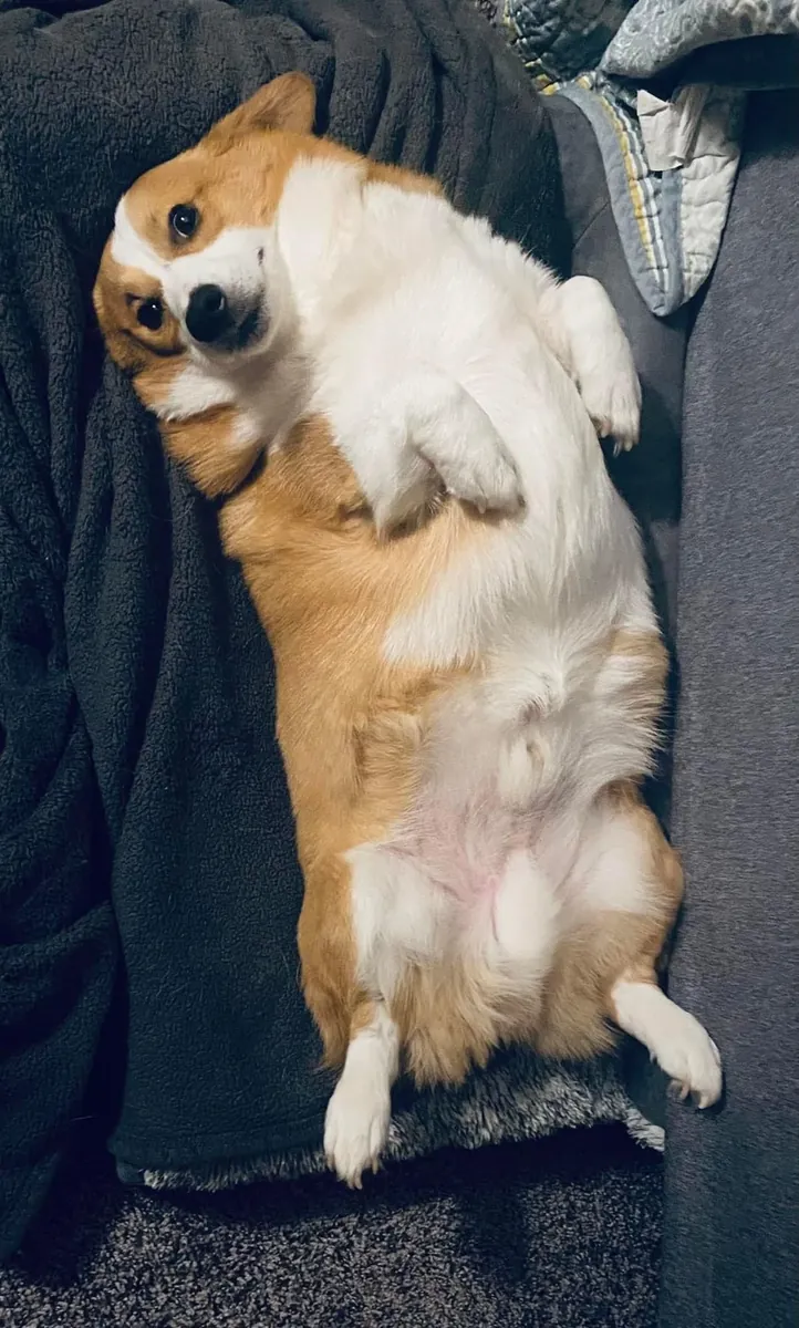 Welsh Corgi à vendre | Joyeux, sociable et très intelligent