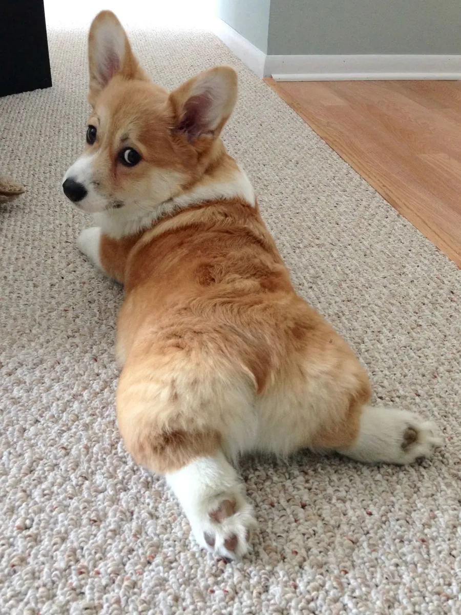 Welsh Corgi à vendre | Joyeux, sociable et très intelligent