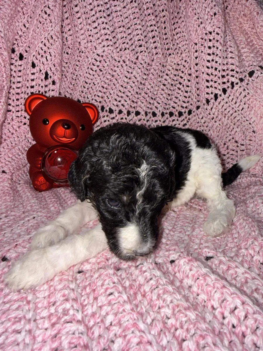 Adorable Male Poodle Puppy Looking For His Forever Home