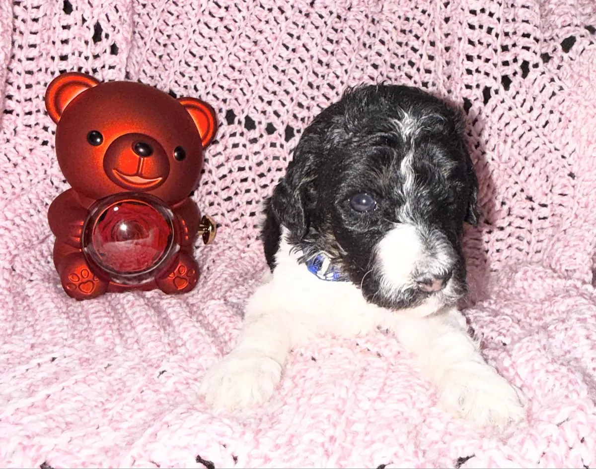 Adorable Male Poodle Puppy Looking For His Forever Home