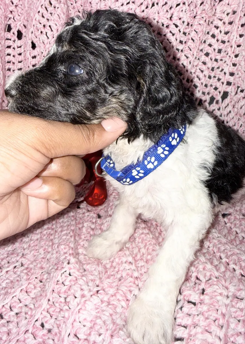 Adorable Male Poodle Puppy Looking For His Forever Home