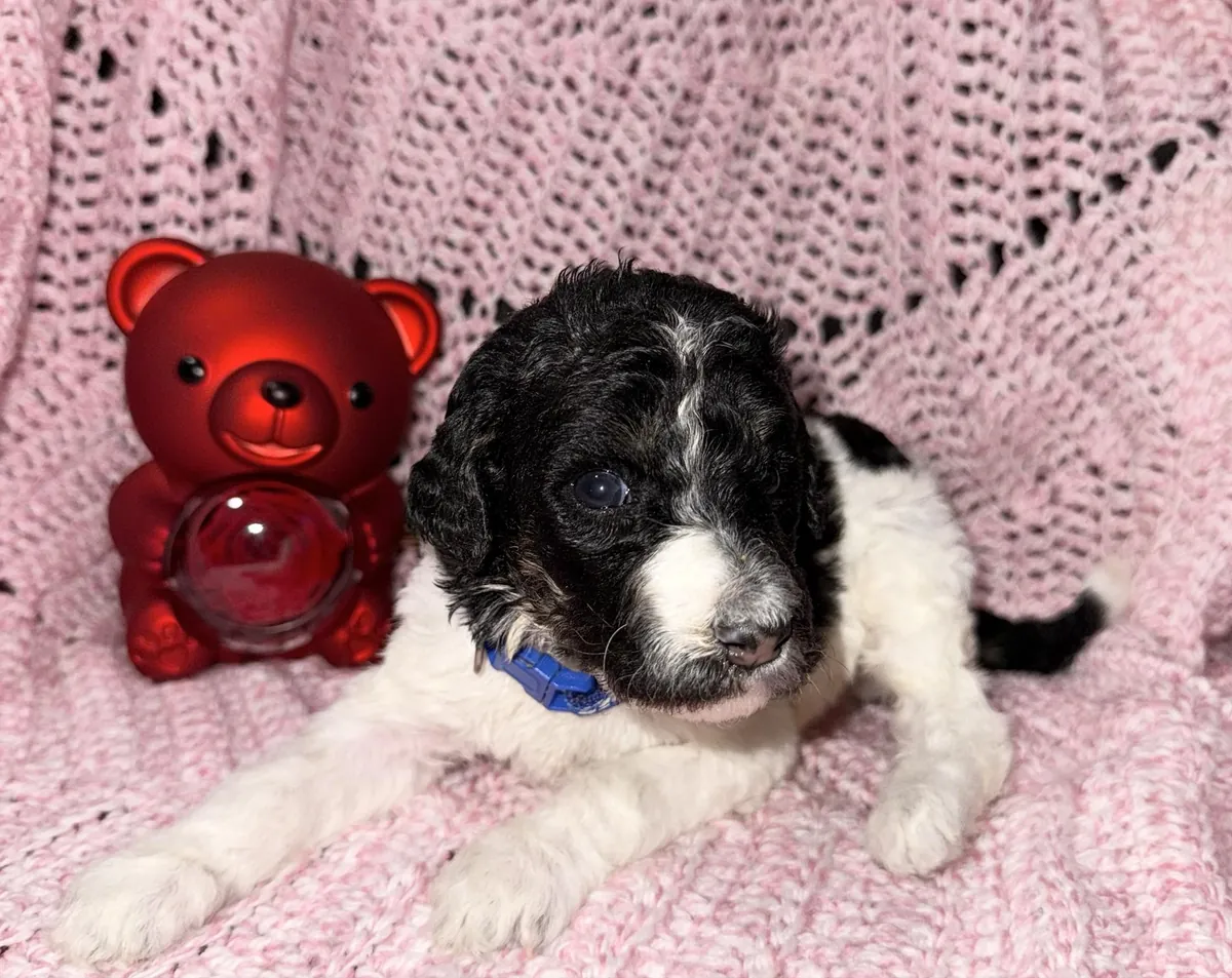Adorable Male Poodle Puppy Looking For His Forever Home