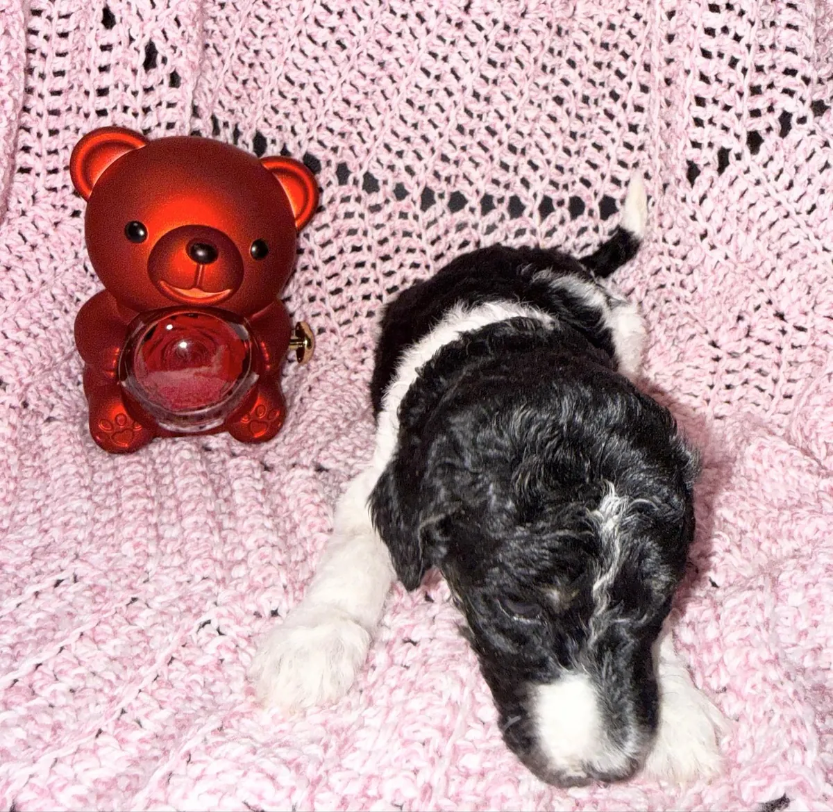 Adorable Male Poodle Puppy Looking For His Forever Home