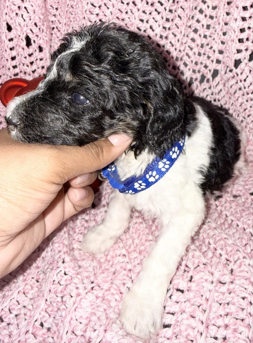 Adorable Male Poodle Puppy Looking For His Forever Home