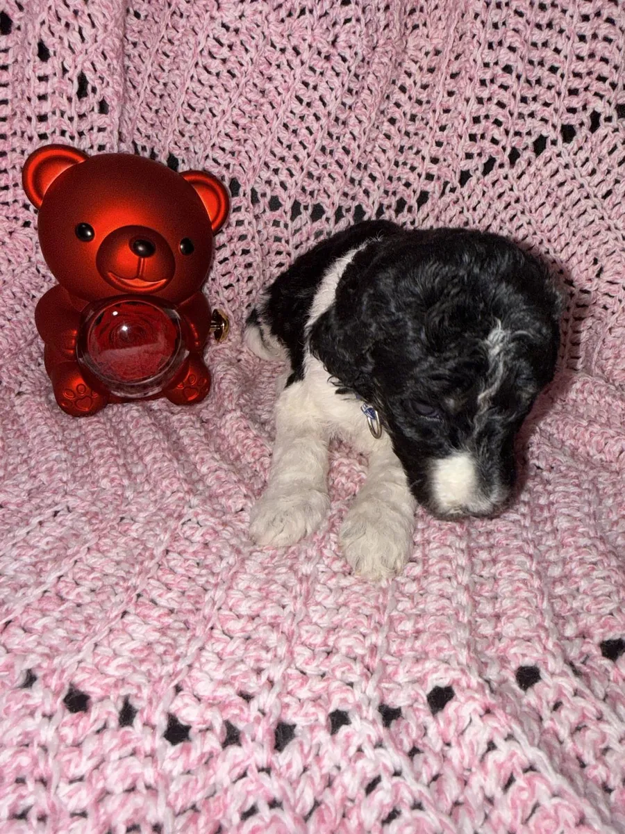 Adorable Male Poodle Puppy Looking For His Forever Home
