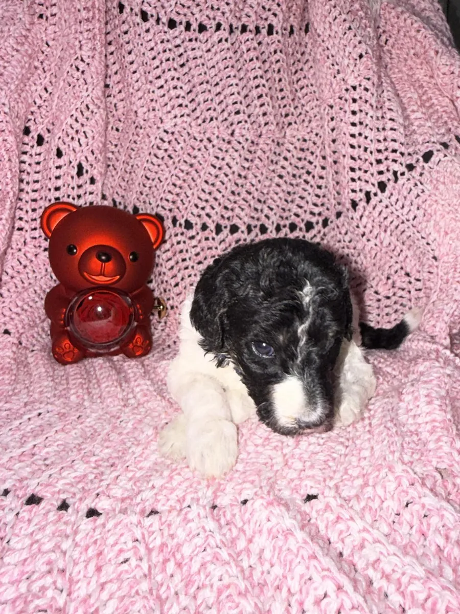 Adorable Male Poodle Puppy Looking For His Forever Home
