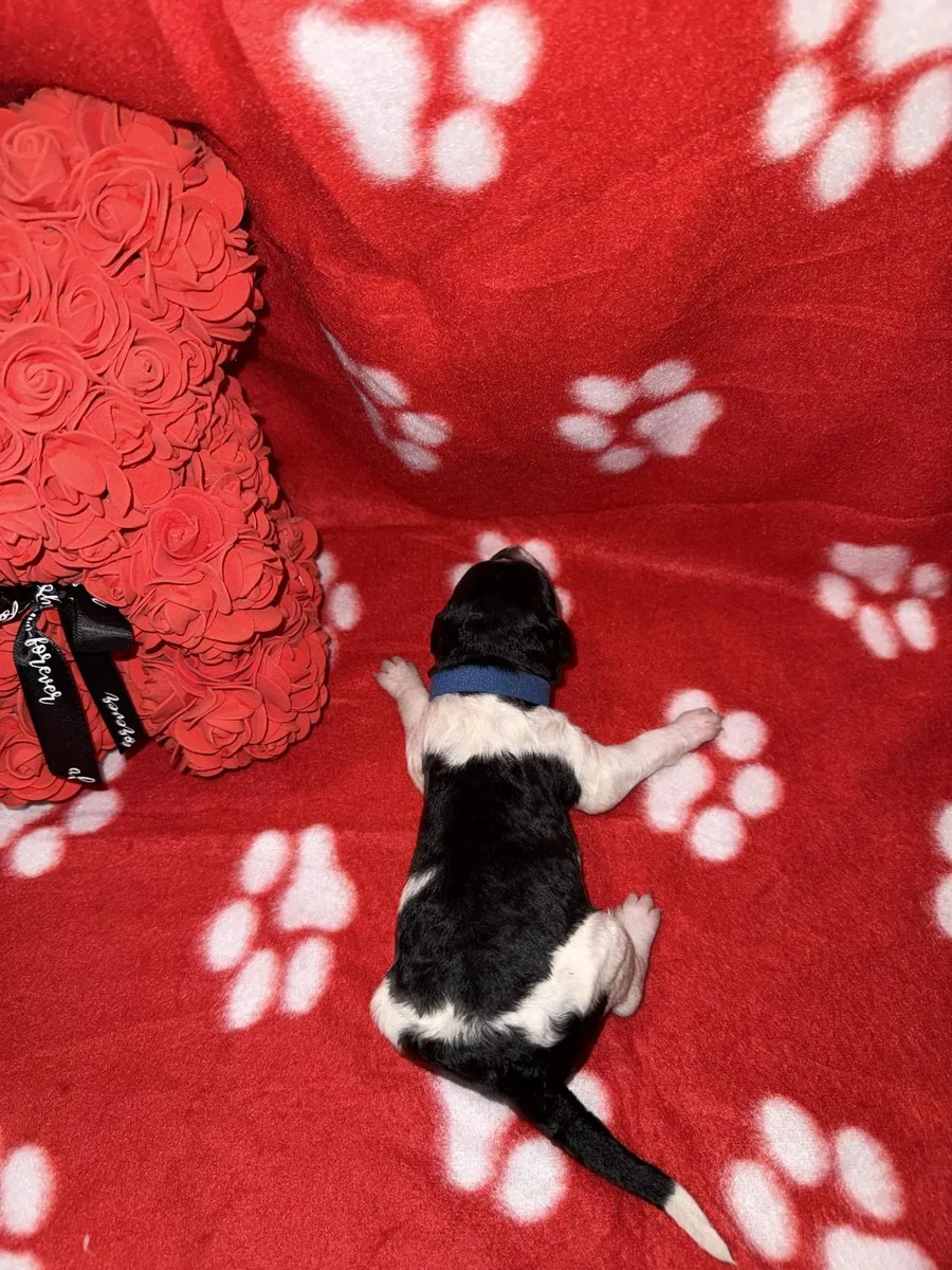 Adorable Male Poodle Puppy Looking For His Forever Home