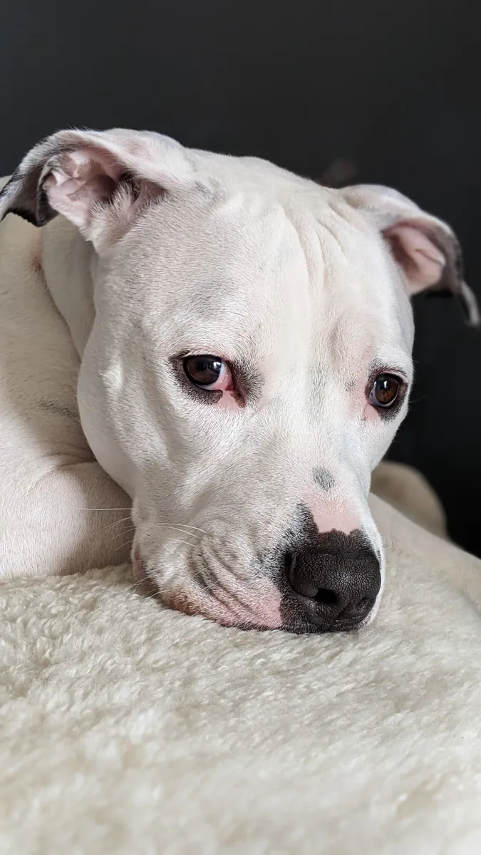 Dogo Argentino en venta | Fuerte, equilibrado y extremadamente leal