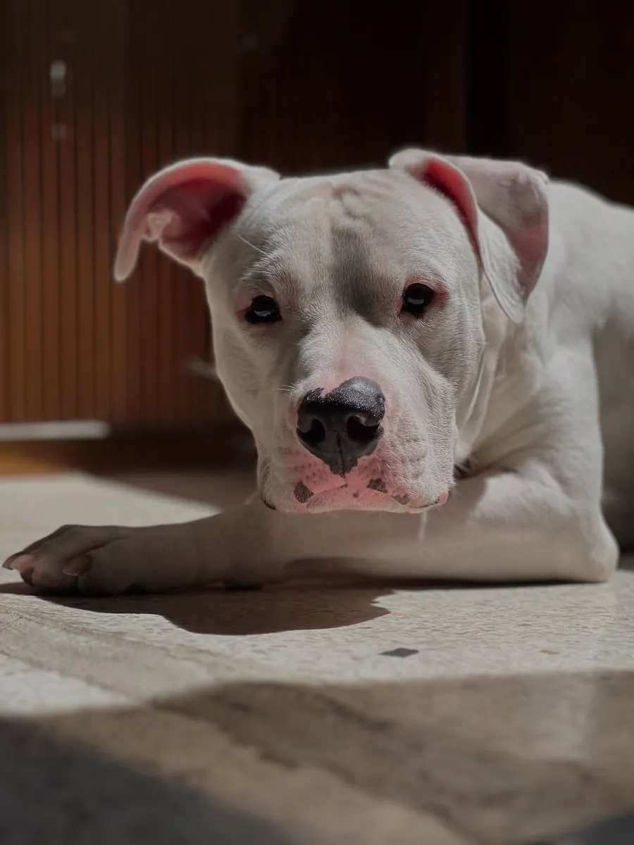 Dogo Argentino en venta | Fuerte, equilibrado y extremadamente leal