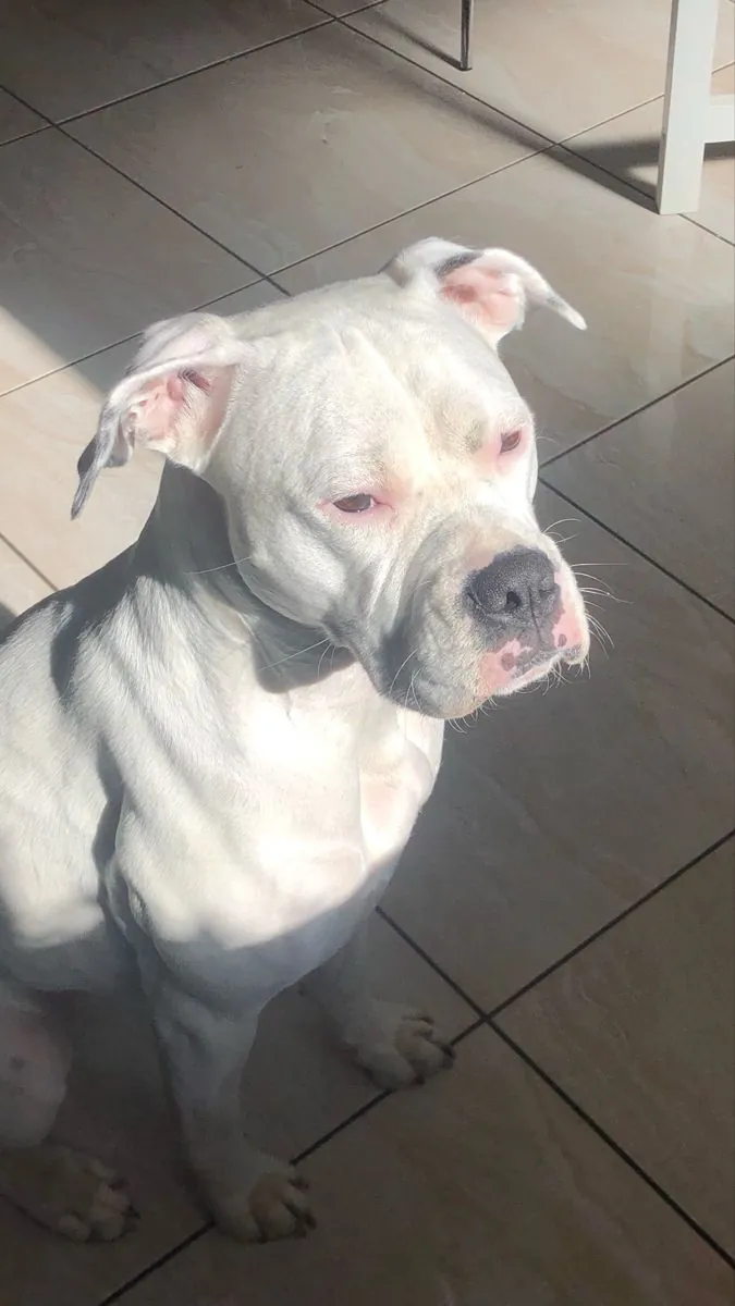 Dogo Argentino en venta | Fuerte, equilibrado y extremadamente leal