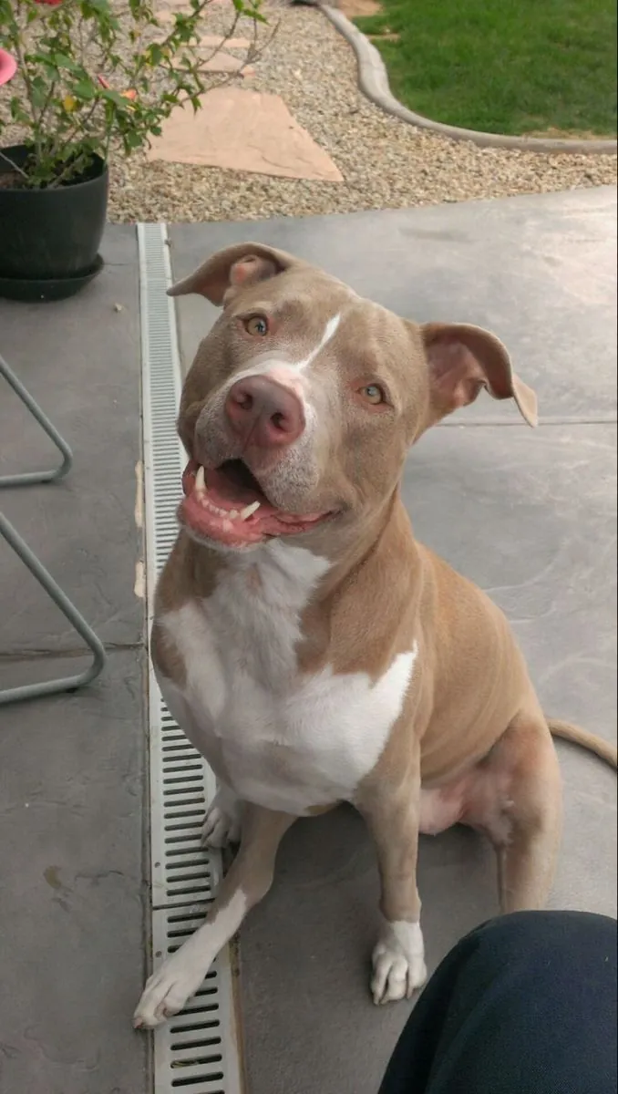 Pit Bull en venta | Cariñoso, energético y muy fiel
