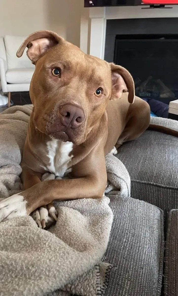 Pit Bull en venta | Cariñoso, energético y muy fiel