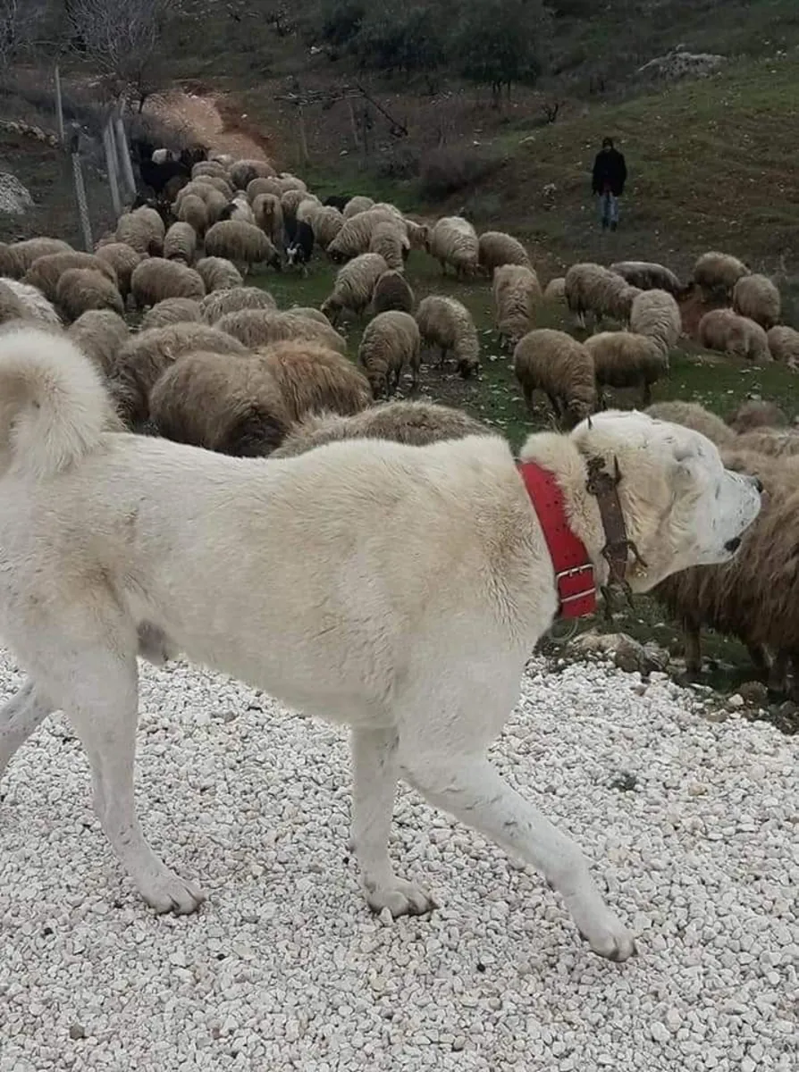 Akbash en venta | Guardián tranquilo y confiable