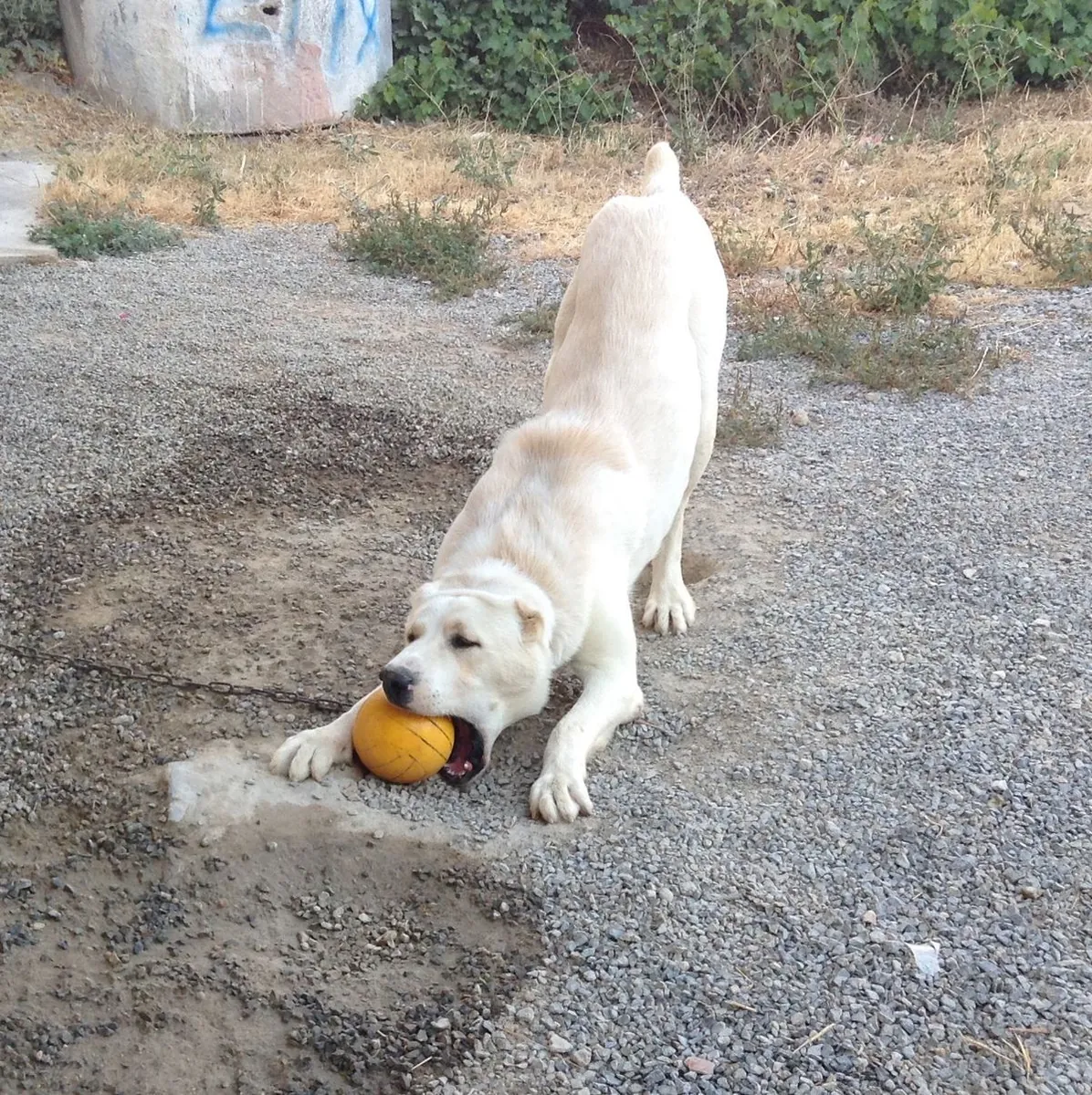 Akbash en venta | Guardián tranquilo y confiable