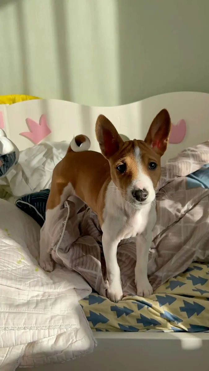 Basenji en venta | Limpio, independiente y silencioso