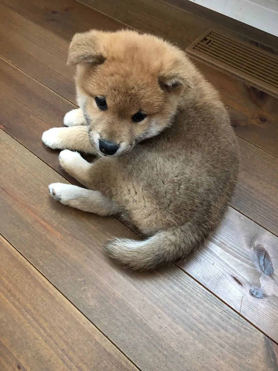 Shikoku en venta | Activo, fiel y de carácter primitivo