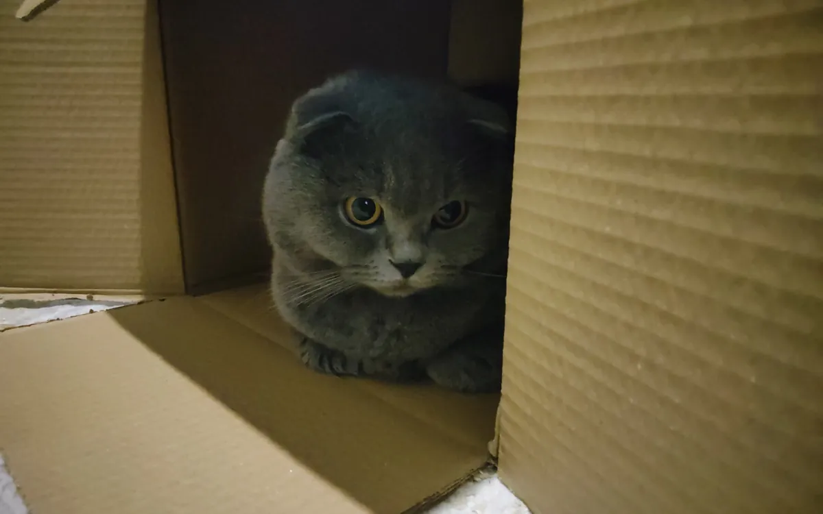 领养可爱的小猫Lucky吧！