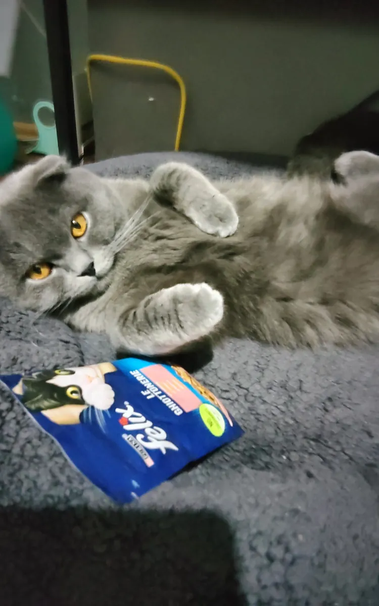 领养可爱的小猫Lucky吧！