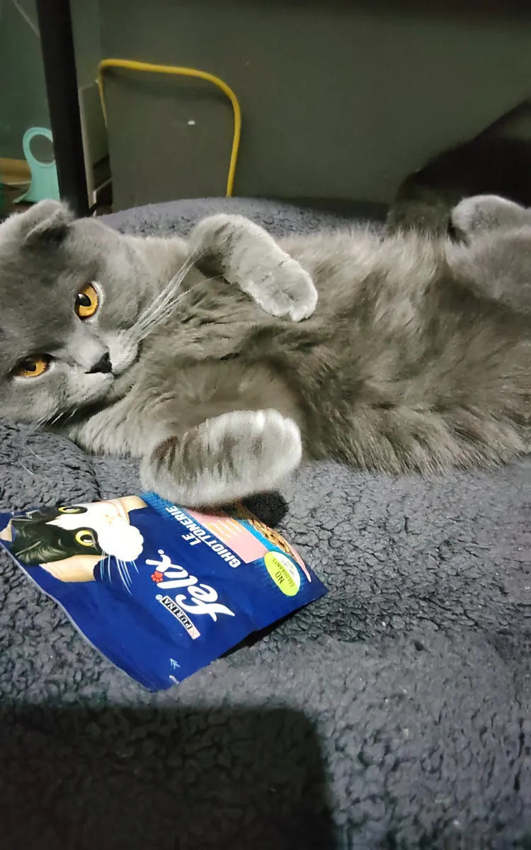 领养可爱的小猫Lucky吧！
