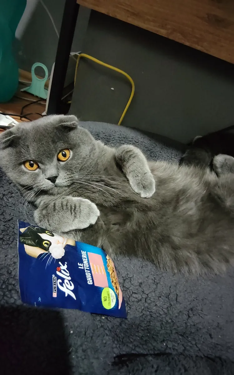 领养可爱的小猫Lucky吧！