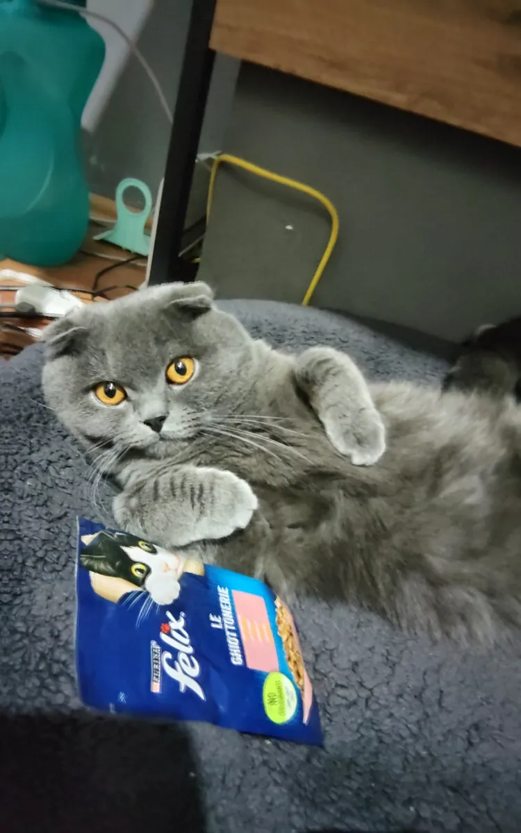 领养可爱的小猫Lucky吧！