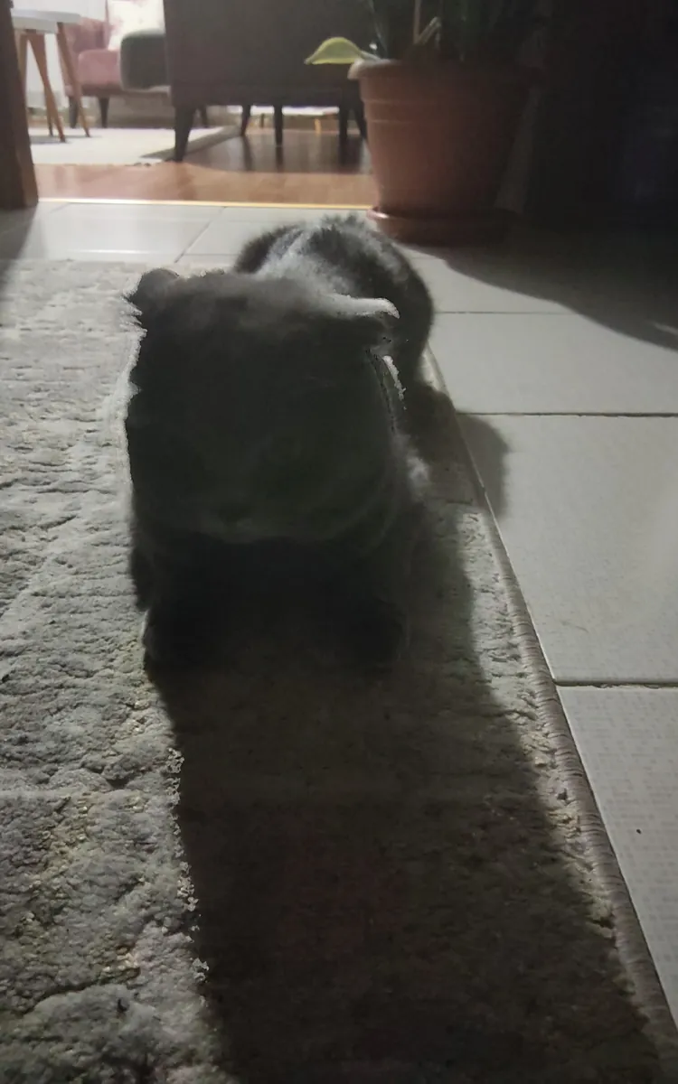 领养可爱的小猫Lucky吧！