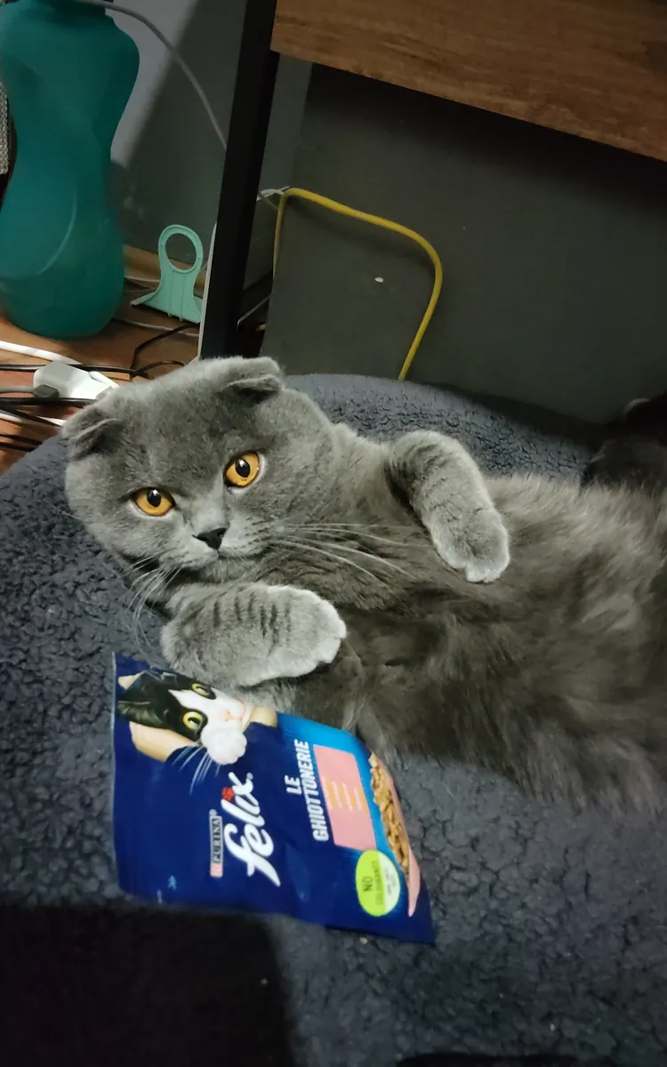 领养可爱的小猫Lucky吧！