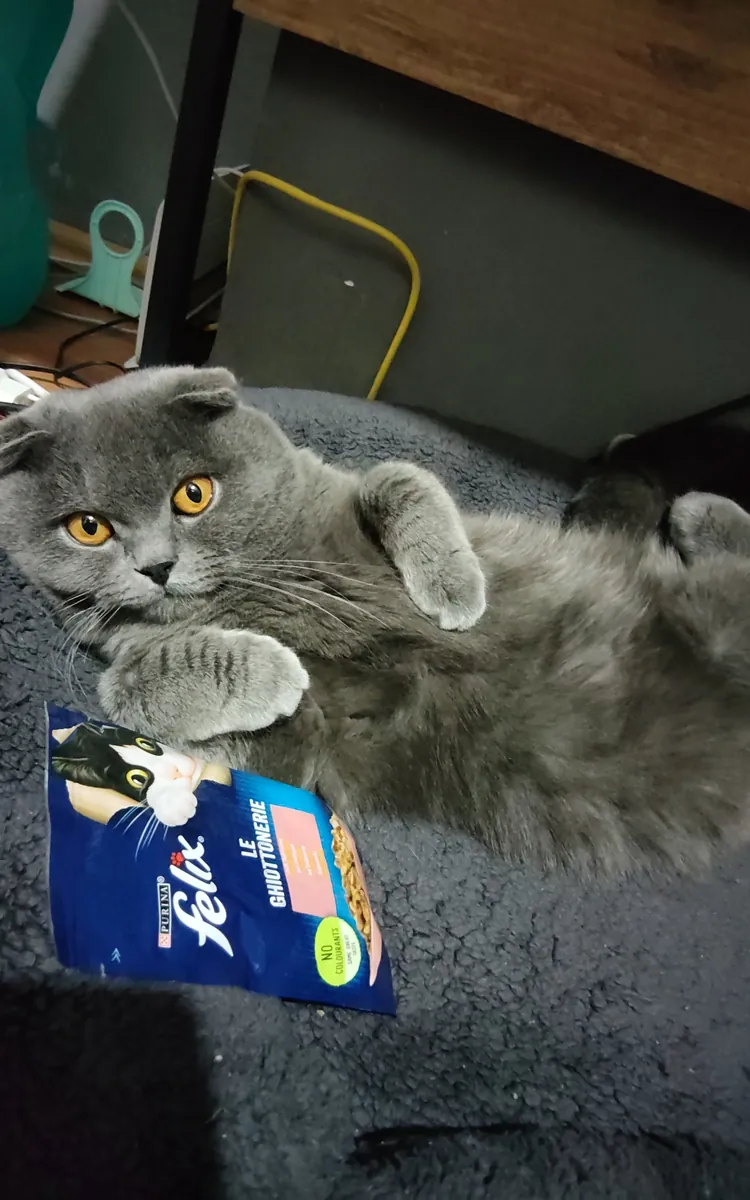 领养可爱的小猫Lucky吧！