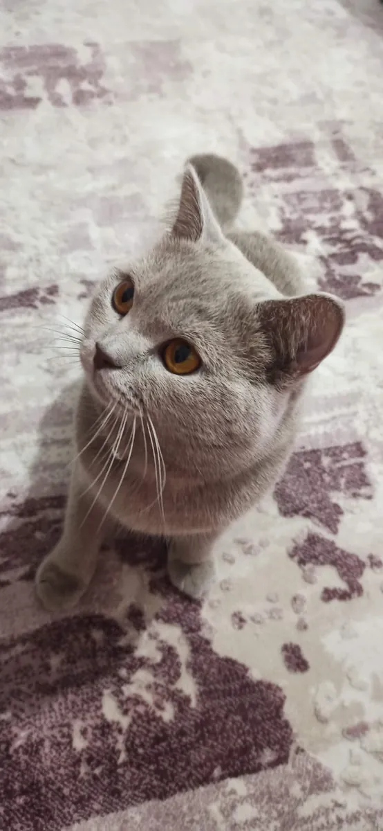 Un hogar para el niño peludo