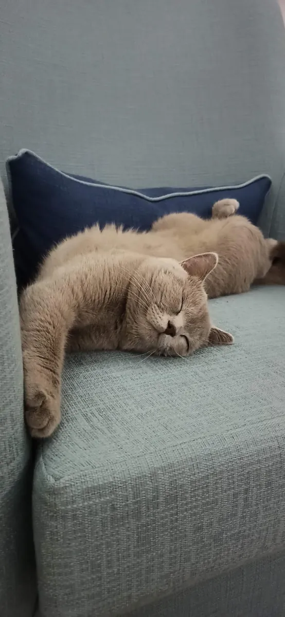 Un hogar para el niño peludo