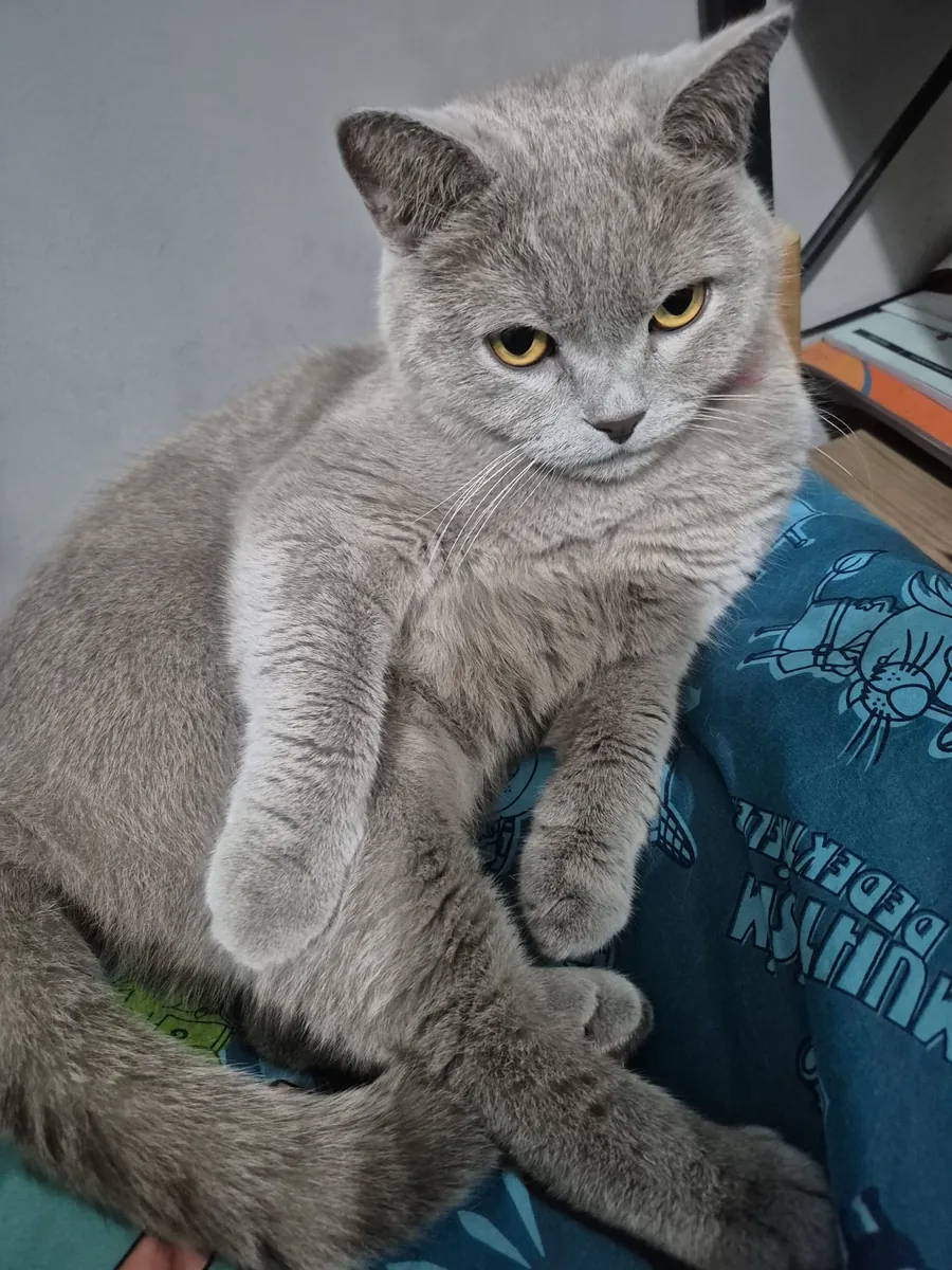 Un hogar para el niño peludo
