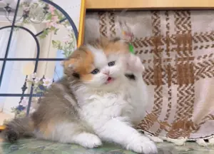 金三花