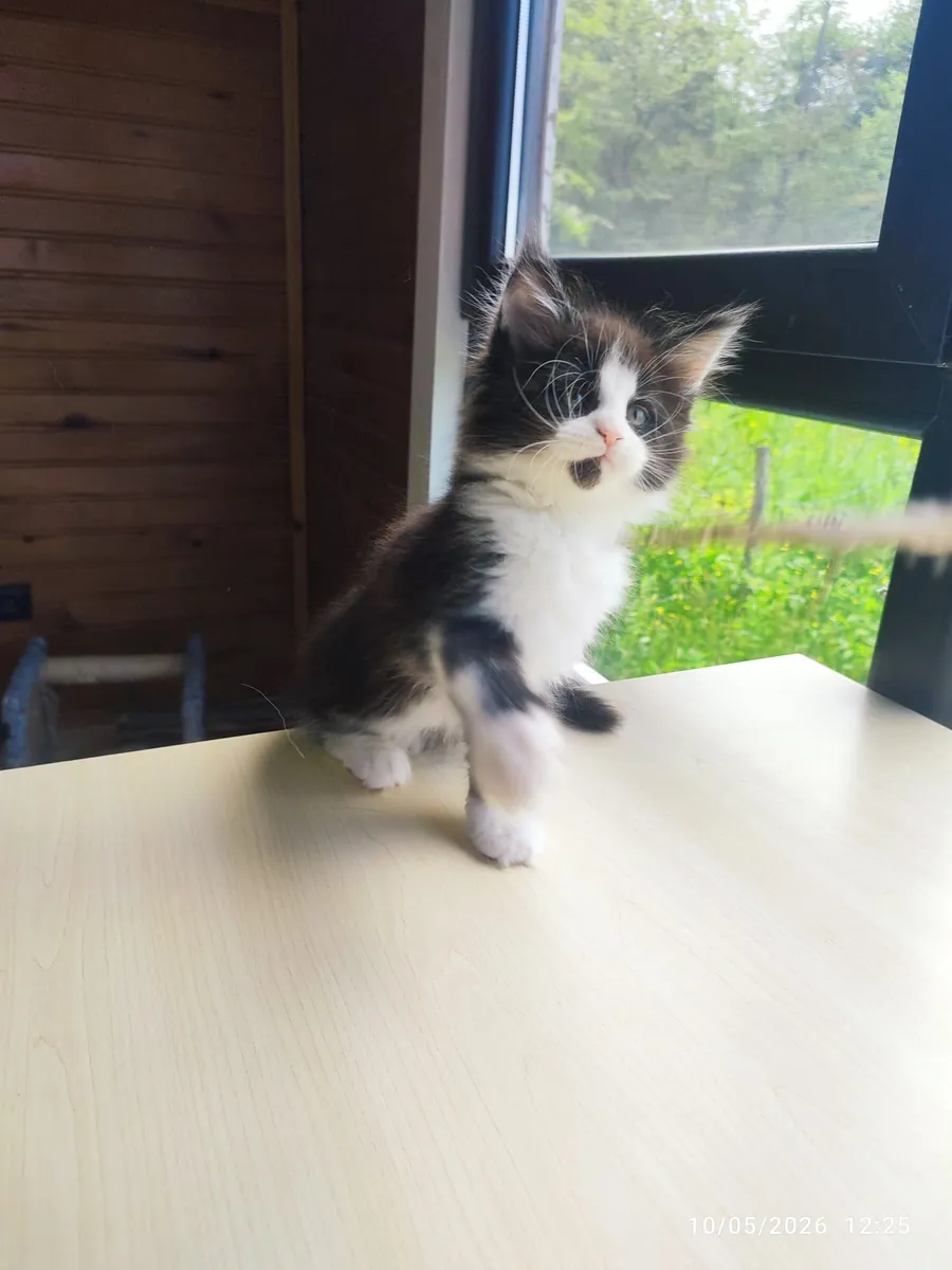 协会注册且血统纯正的缅因猫