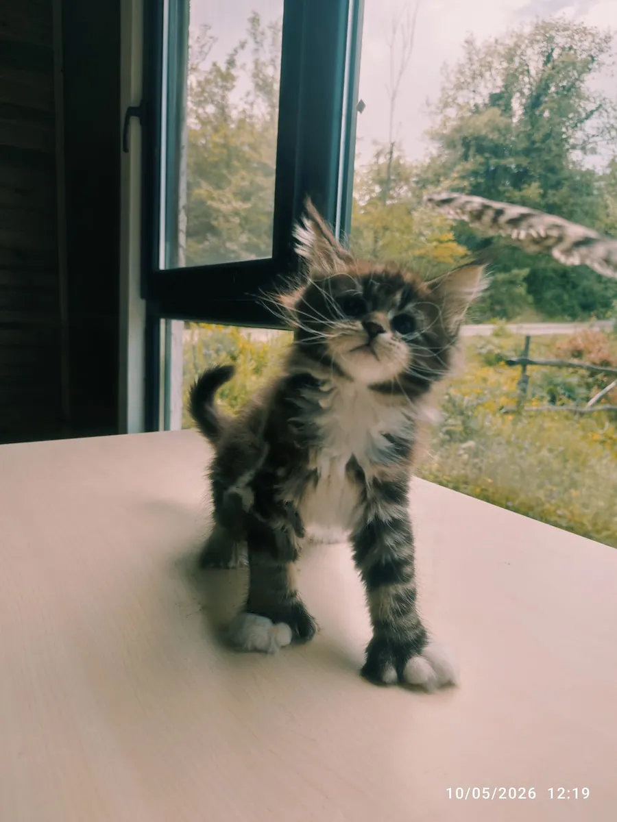 协会注册且血统纯正的缅因猫