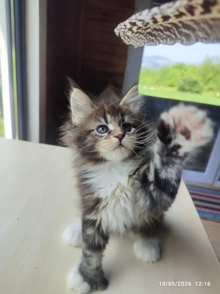 协会注册且血统纯正的缅因猫