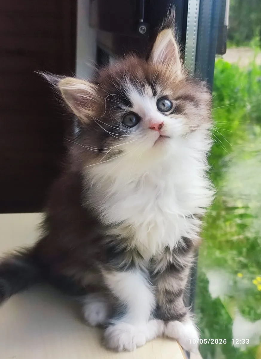协会注册且血统纯正的缅因猫