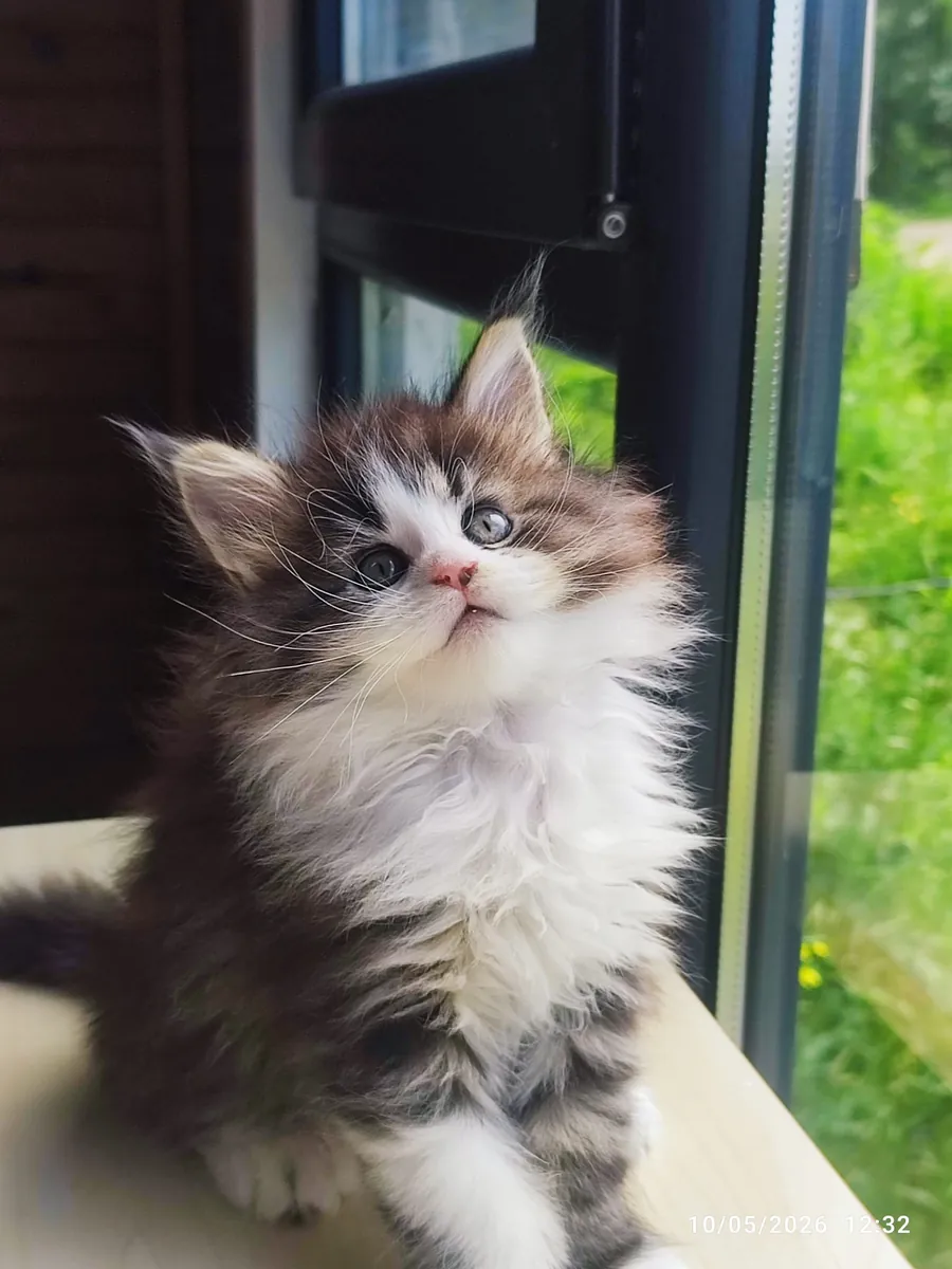 协会注册且血统纯正的缅因猫