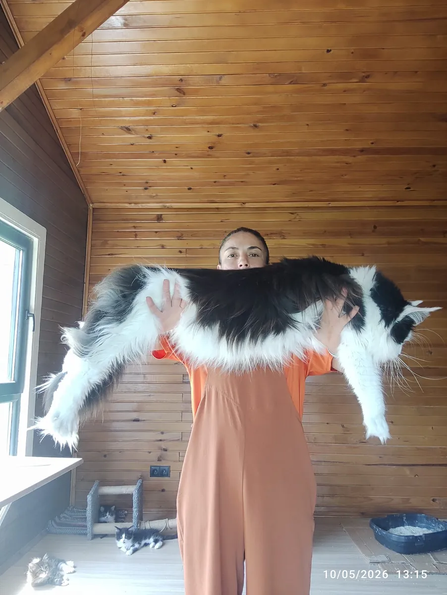 协会注册且血统纯正的缅因猫