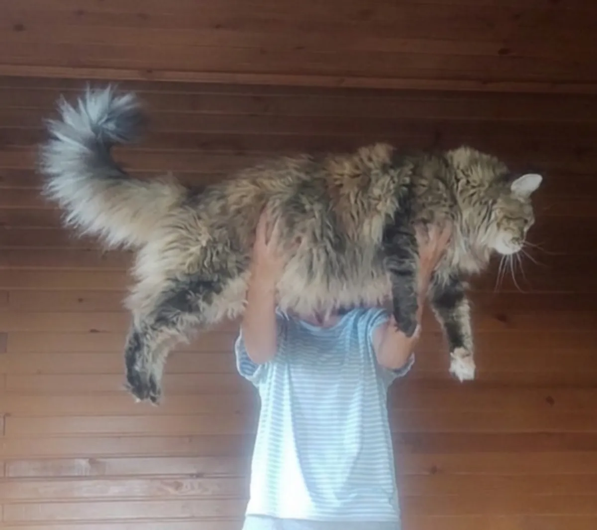 Enregistré auprès de l'association et pedigree complet pure race Maine coon