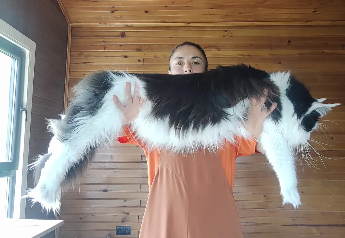 Enregistré auprès de l'association et pedigree complet pure race Maine coon