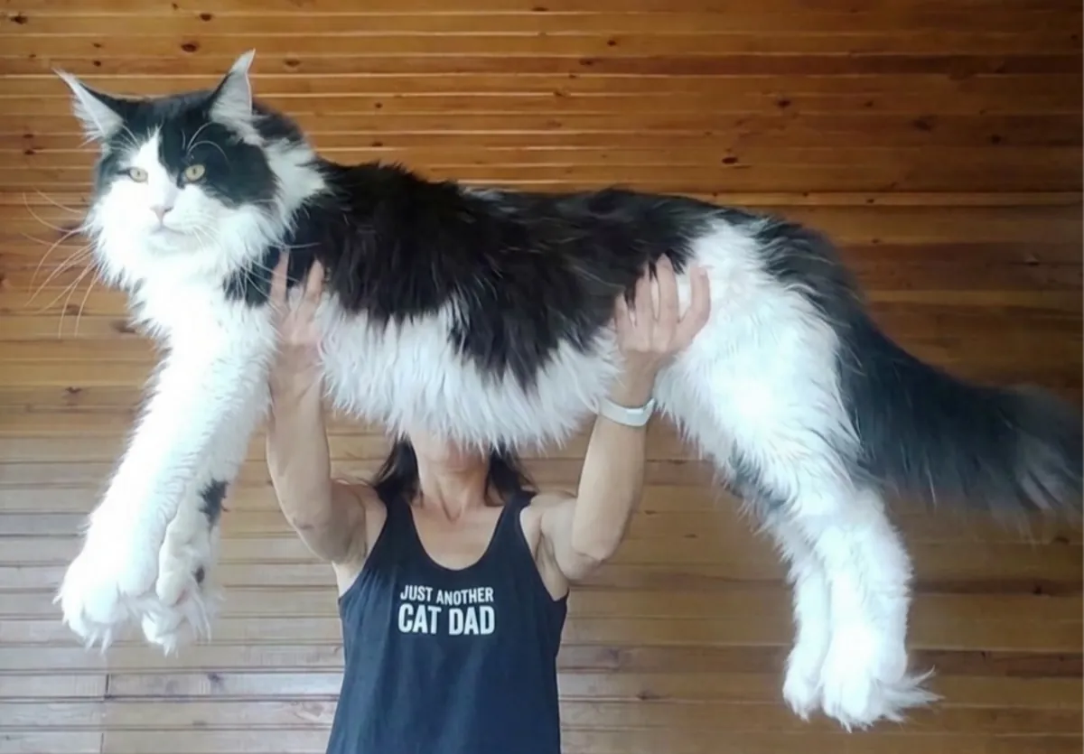 Enregistré auprès de l'association et pedigree complet pure race Maine coon