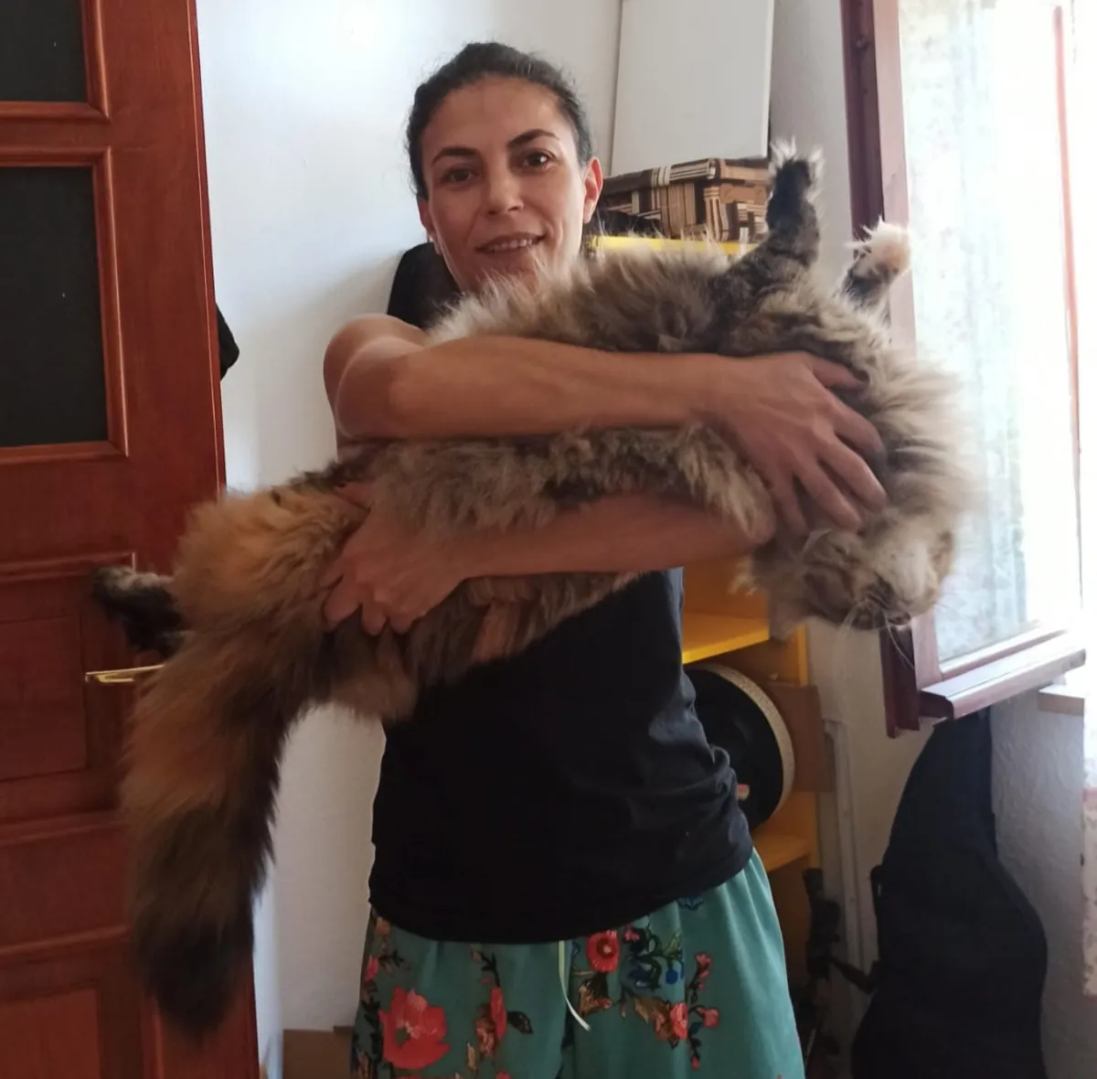 Enregistré auprès de l'association et pedigree complet pure race Maine coon