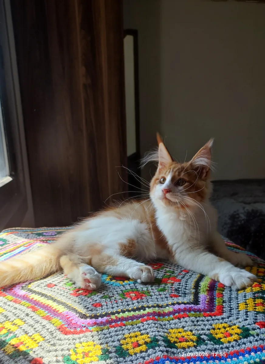 Enregistré auprès de l'association et pedigree complet pure race Maine coon