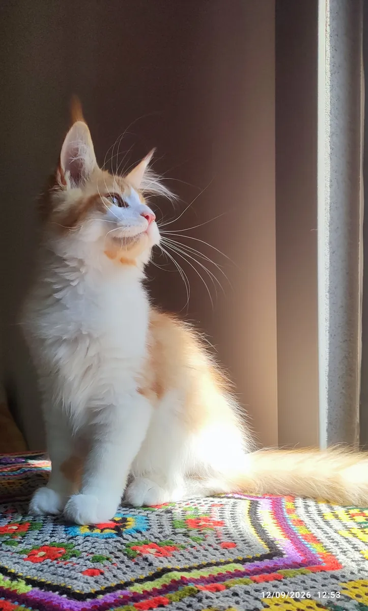 Enregistré auprès de l'association et pedigree complet pure race Maine coon