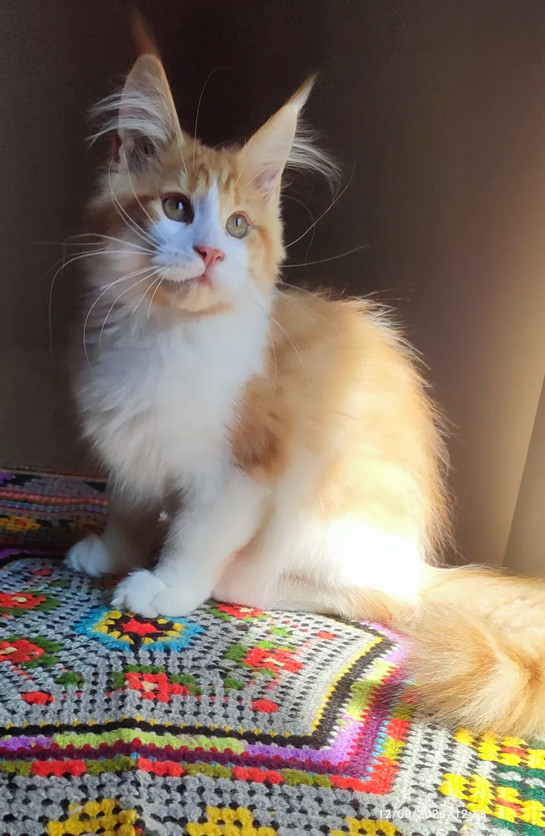 Enregistré auprès de l'association et pedigree complet pure race Maine coon